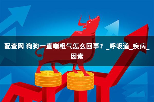 配查网 狗狗一直喘粗气怎么回事？_呼吸道_疾病_因素