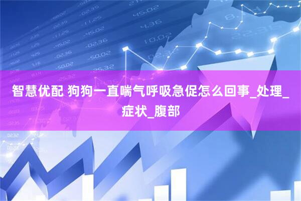 智慧优配 狗狗一直喘气呼吸急促怎么回事_处理_症状_腹部