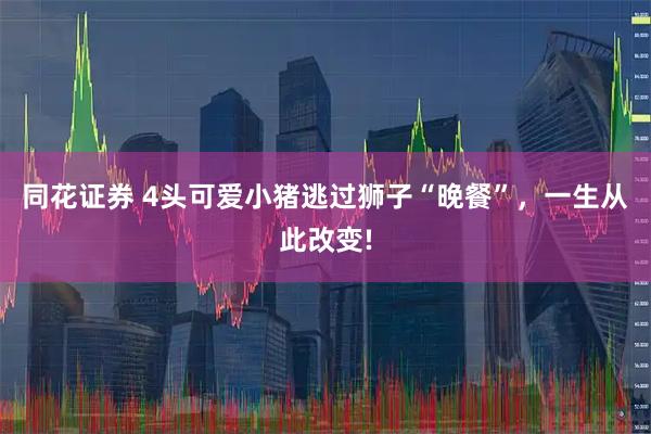 同花证券 4头可爱小猪逃过狮子“晚餐”，一生从此改变!